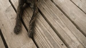 Dog's paws on wood floor