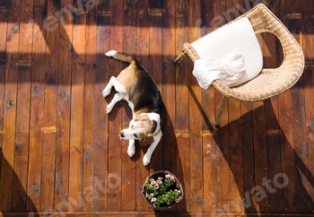 Dog on a terrace