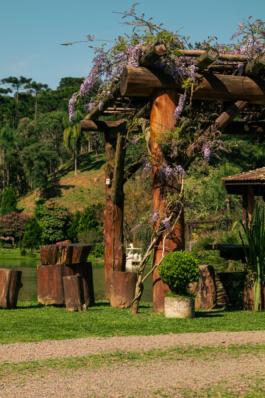 Pergola en bois couverte de glycines fleuries dans un jardin ensoleillé, exemple de pergola bois pour le comparatif des matériaux